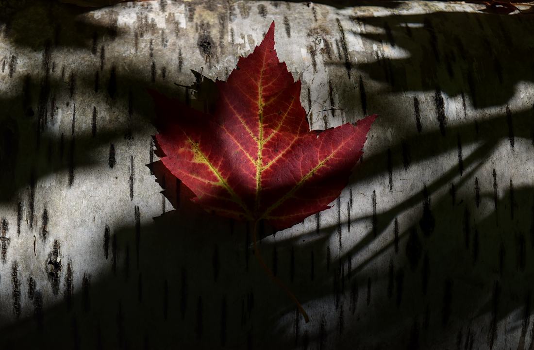 A red maple leaf on a paper birch branch