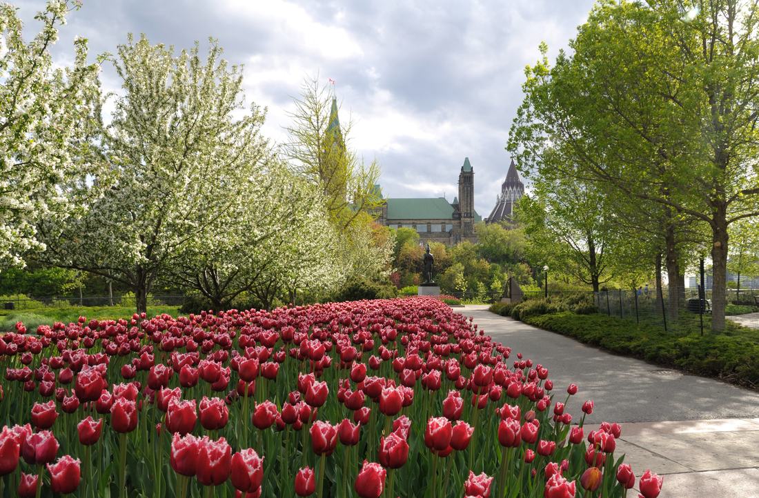 Tulips on parade in Ottawa