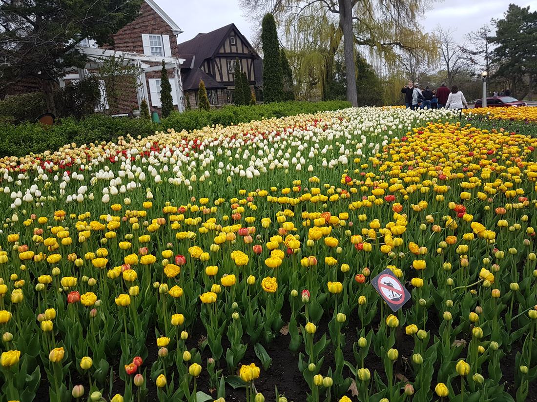 Tulips at the Ottawa Tulip Festival